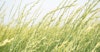 Malt Insider:  The Promise and Possibility of Sustainable Grains Image