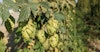 Hops Insider: Making Adjustments for This Year’s American Hops Image