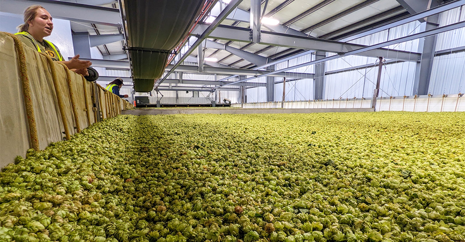 Hops Insider Decoding the Hop Market Brewing Industry Guide