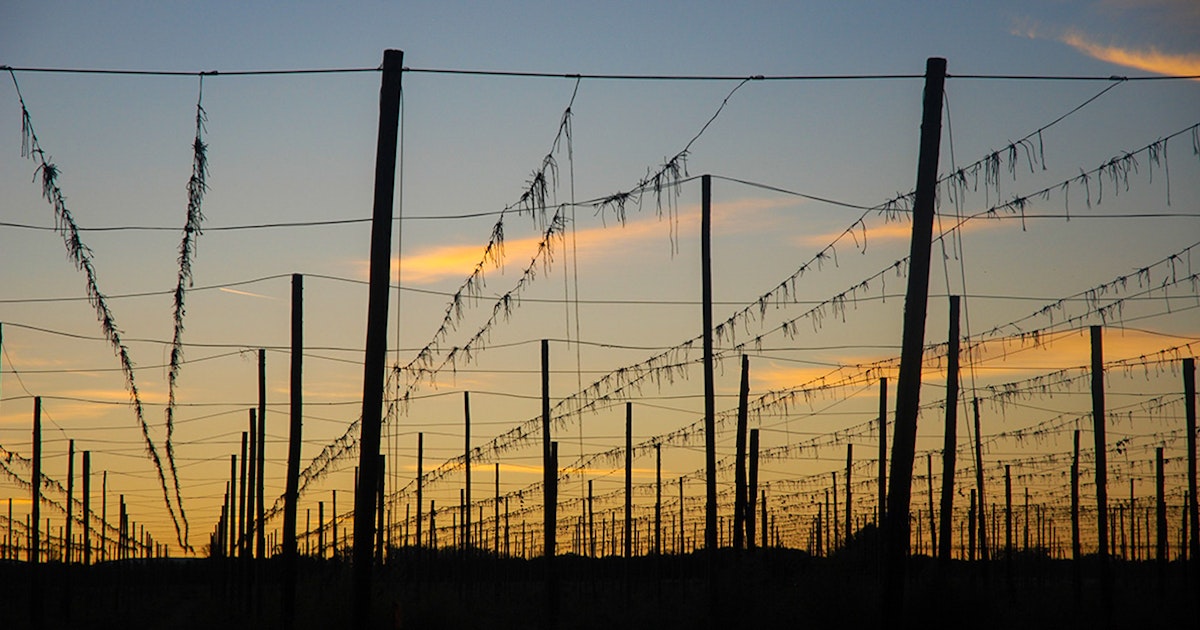 Hop Harvest 2023: Inching Toward Equilibrium | Brewing Industry Guide