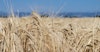 The Malt Outlook: Finally, Some Good News? Image