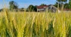 Can Brewers Reap Benefits from Regenerative Barley? Image