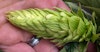 Hops Insider: Show Us Your Cones, and the Future Image