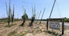 New Hop Varieties Are Graduating into a Tough Job Market Image