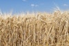 How the Climate Is Affecting Your Optimal Mash Temps Image