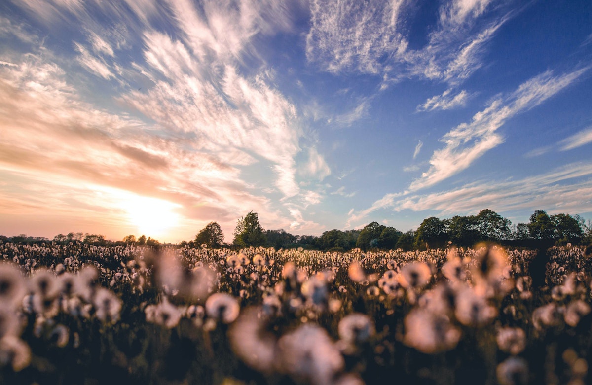 True Happiness Unveiled: A Countercultural Journey