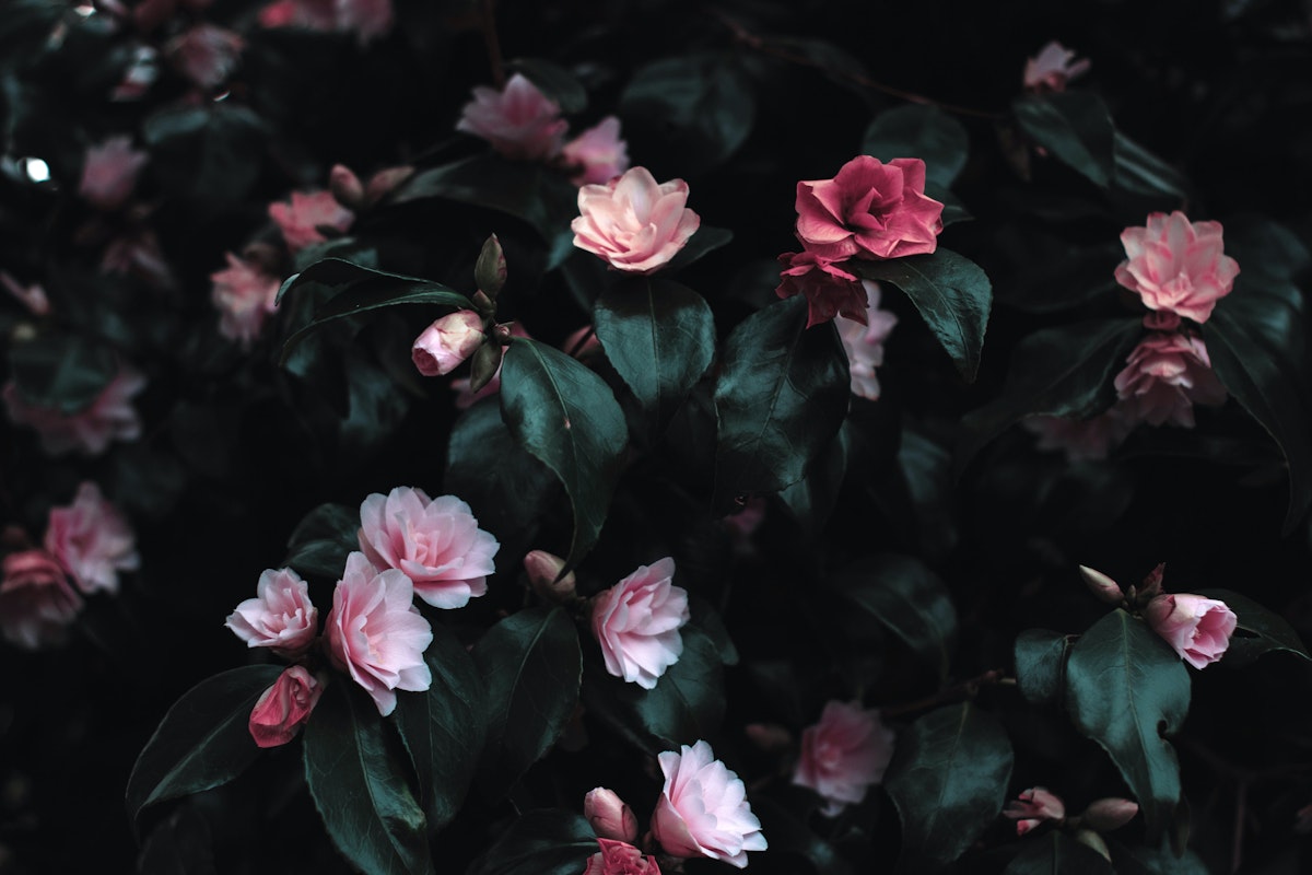 Transforming Self-Hatred: A Journey to Self-Acceptance