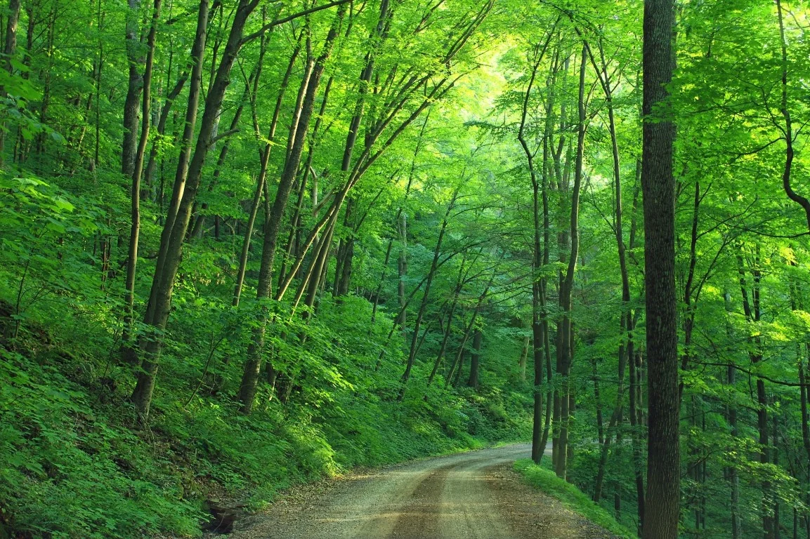 Photo forêt verte pexels