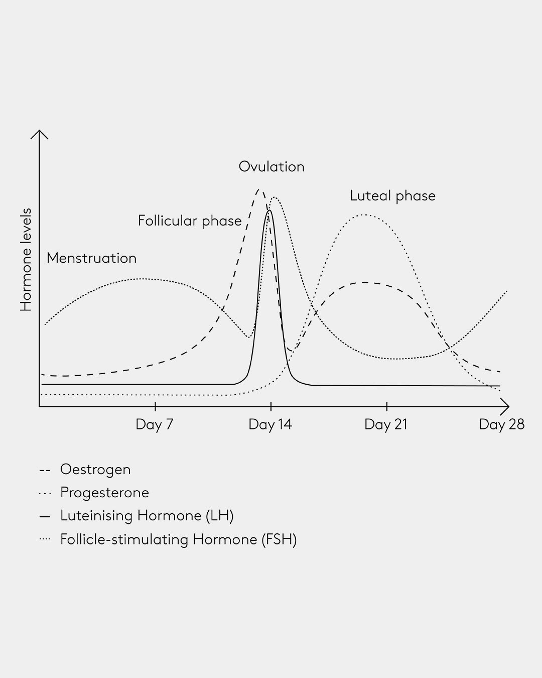 Illustration of the four phases of menopause