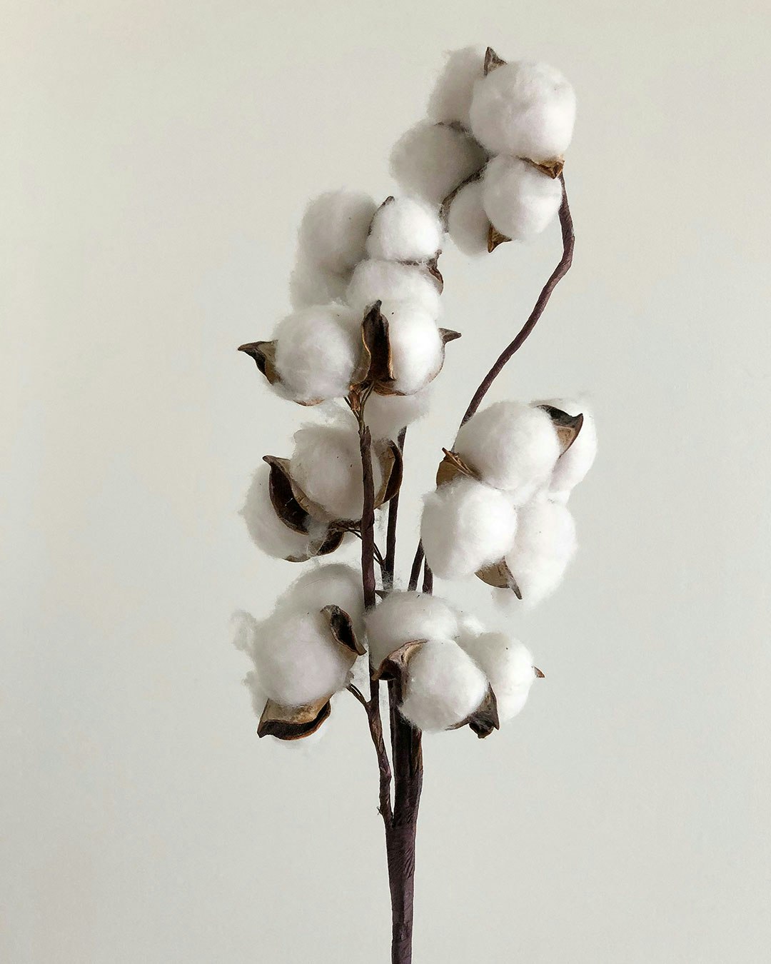 Close-up of a cotton plant