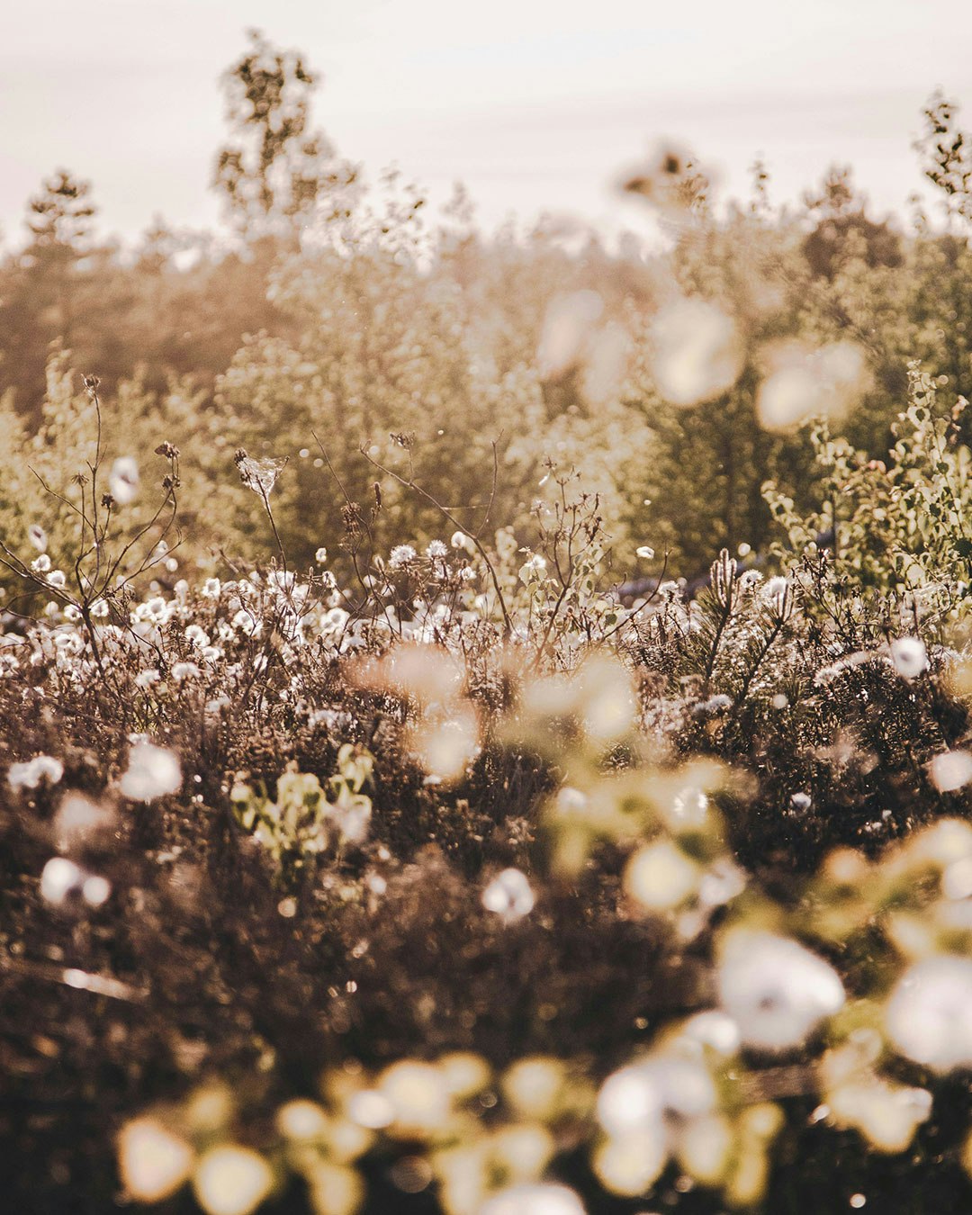 A picture of a cotton field