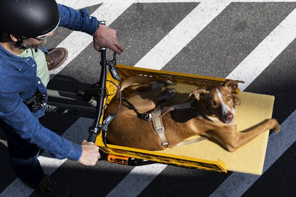 man carrying dog on a cargo bike
