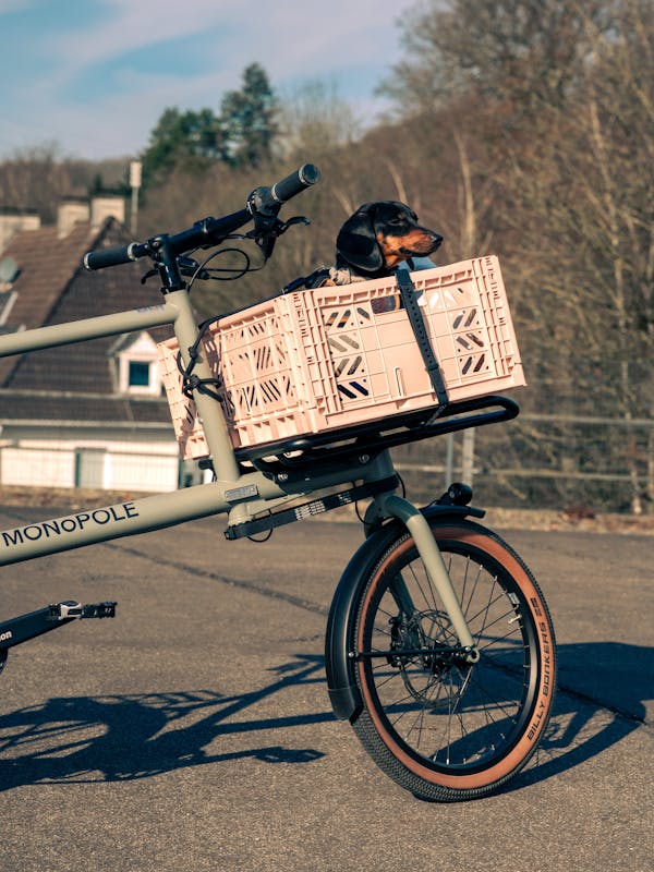 MONoPOLE No O1 cargobike with pink crate carrying dachshund dog