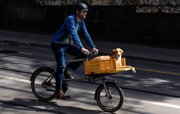Man carrying dog in a MONoPOLE cargo bike with yellow crate