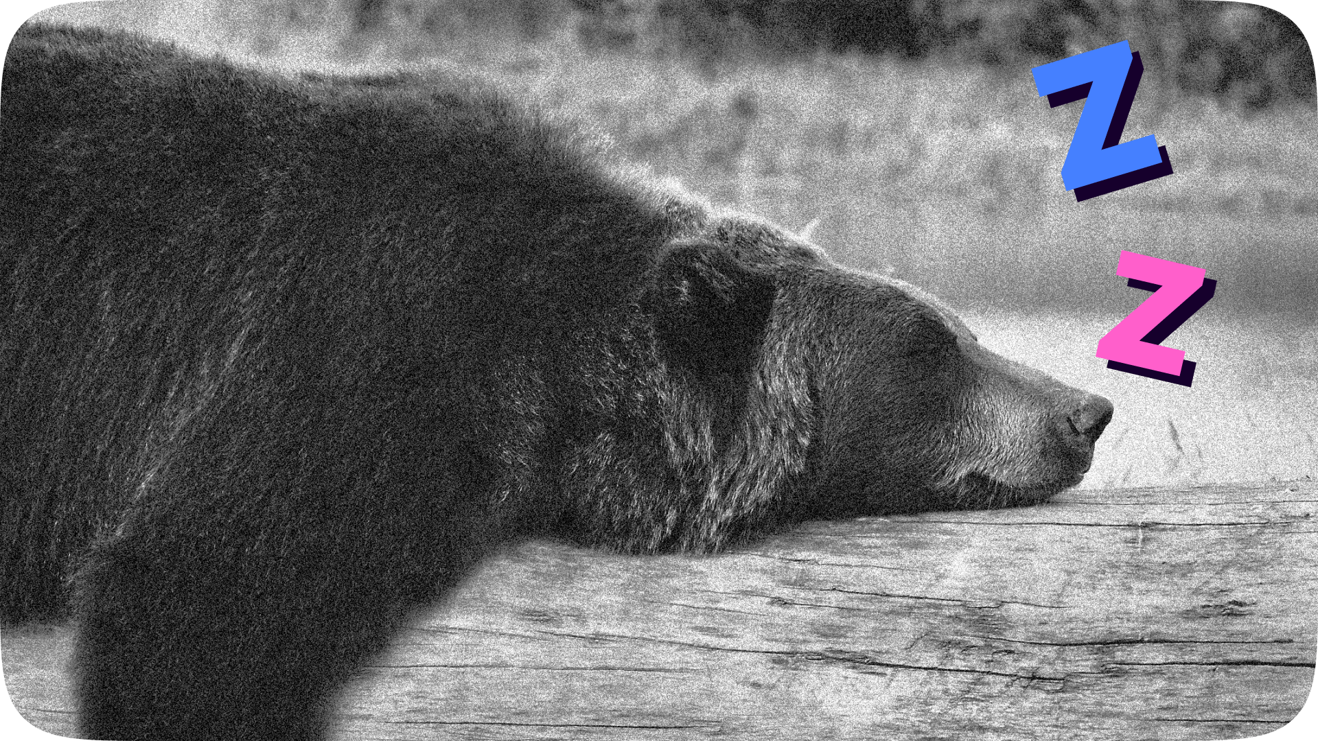 A bear sleeping on a log