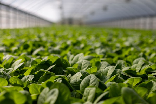 Automated Greenhouses