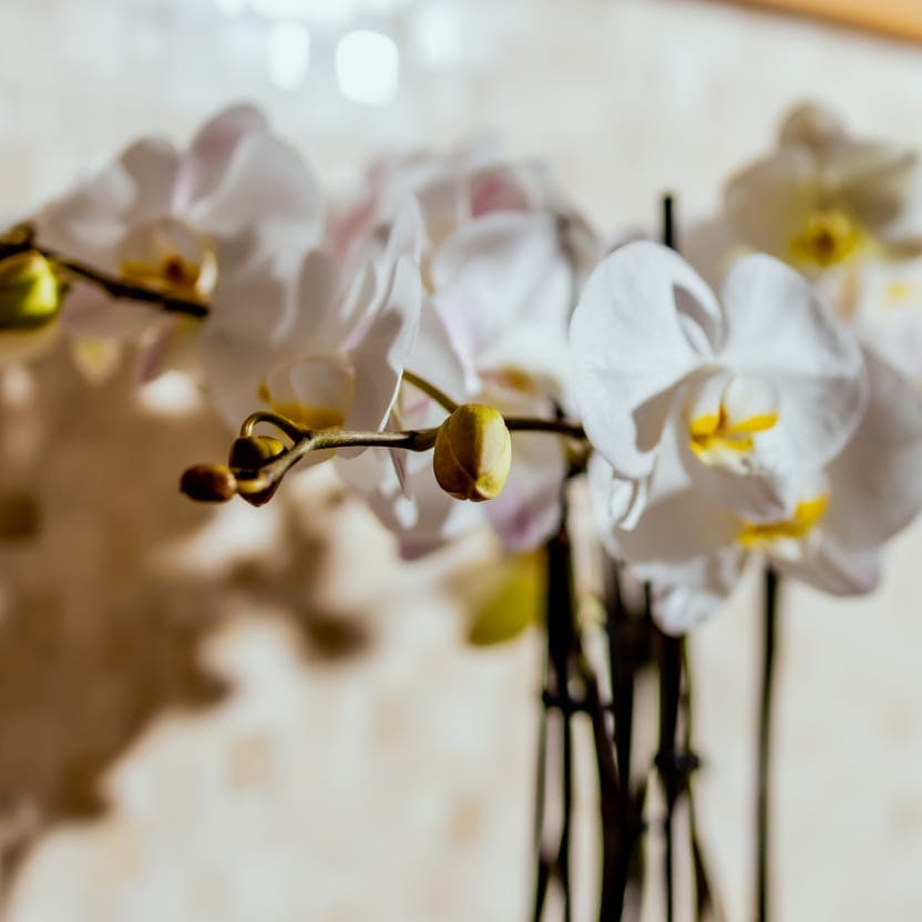 White and Yellow Orchid