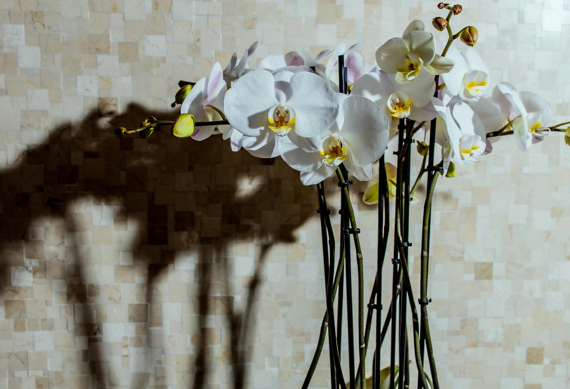 Orchid