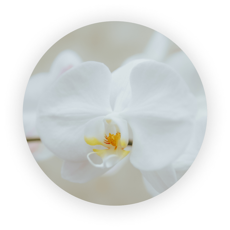 background flower image