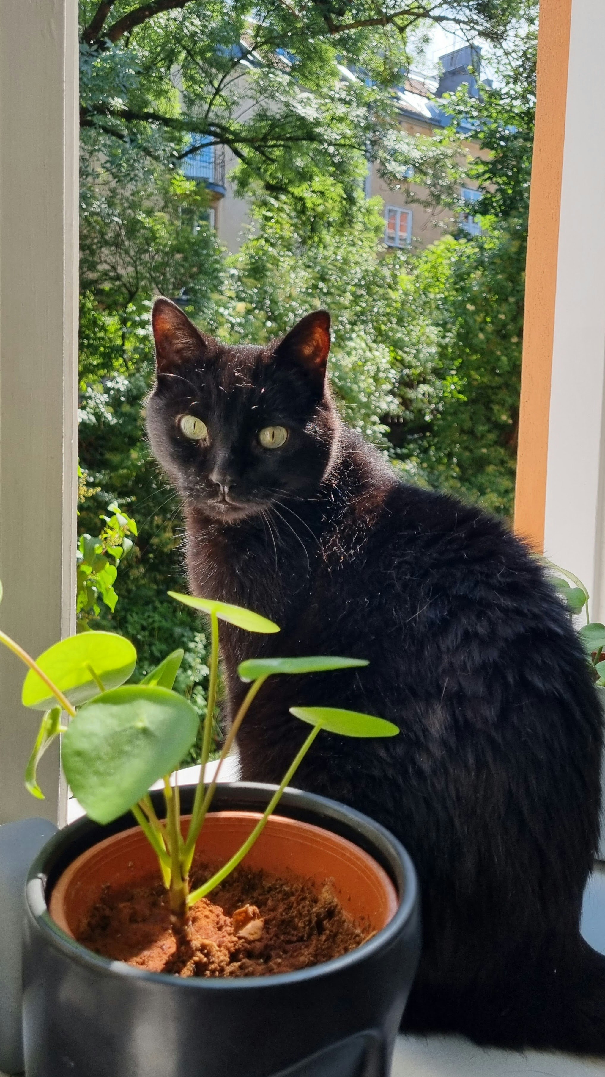 Black cat sitting in front of a window with trees outside