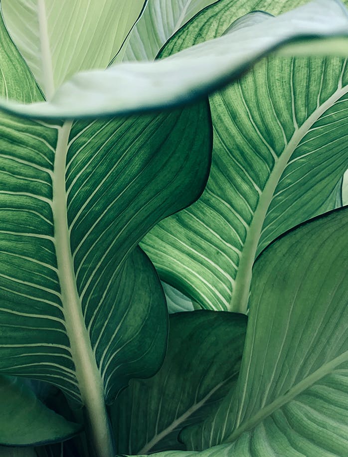 background foliage