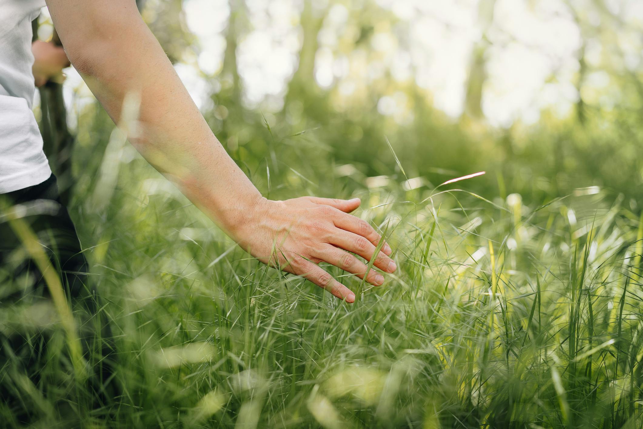 Woman's hands brushing foliage