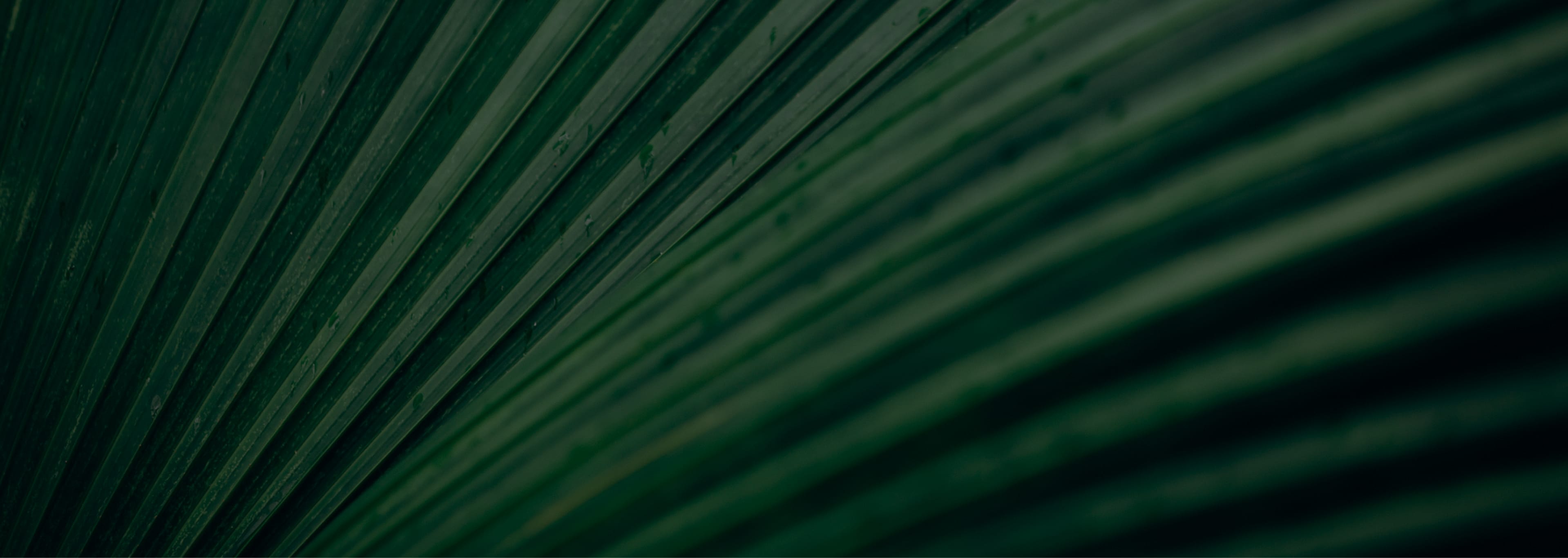 PDO Thread Lift Tijuana PDO Thread Lifts in Tijuana, Mexico