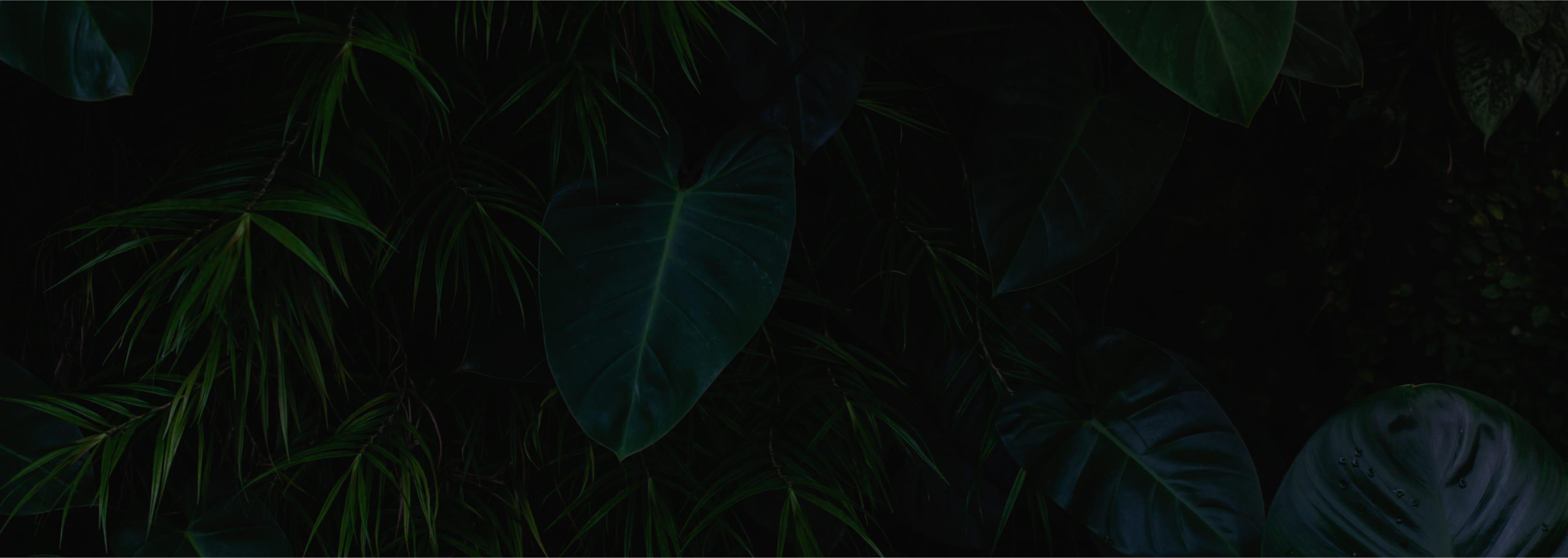 PDO Thread Lift Tijuana PDO Thread Lifts in Tijuana, Mexico