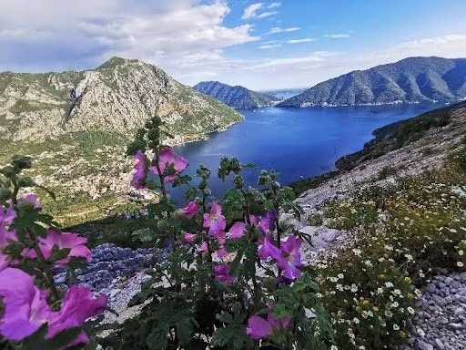 Plants are among the most important natural resources of Montenegro. The climatic and geographic diversity of the country leads to a high diversity of natural flora, comprising about 8000 species of vascular plants on a relatively small national territory. Forests cover 60 % of the county. Agriculture and forestry in Montenegro are also diversified, adapted to conditions from typical Mediterranean climate to cold-summer and wet climate in high mountains. In 2023, the value added of agriculture, forestry and fishing was 5.6 % of GDP. 