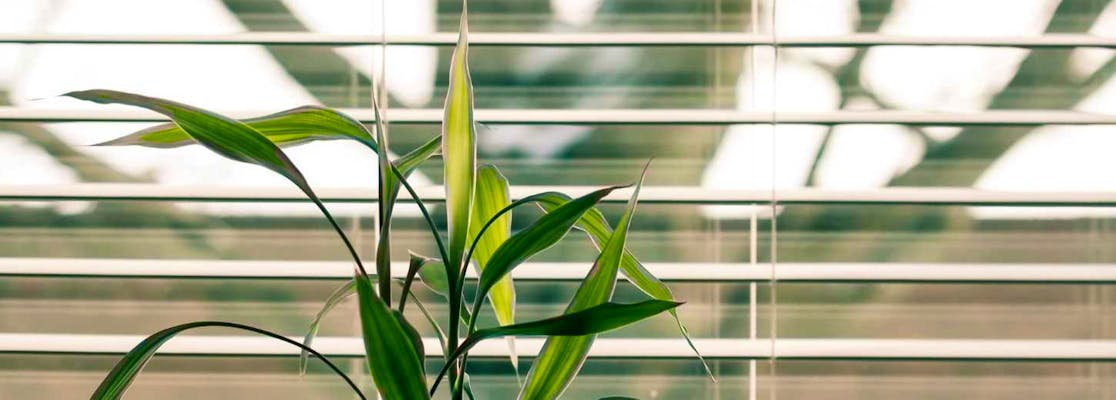 The Best Smart Blinds