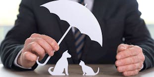 Best Pet Insurance Companies in the US and the UK