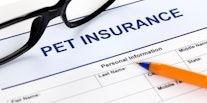 Best Pet Insurance Companies in the US and the UK