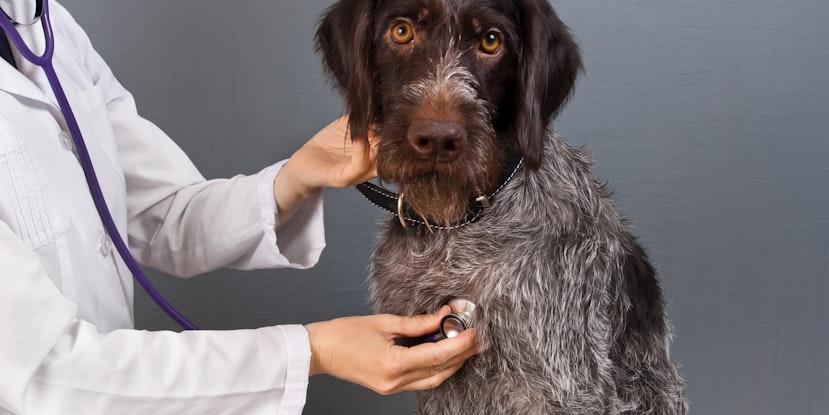 Best Dog Health Insurance Companies