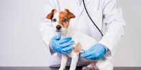 Best Puppy Health Insurance Companies in US and UK