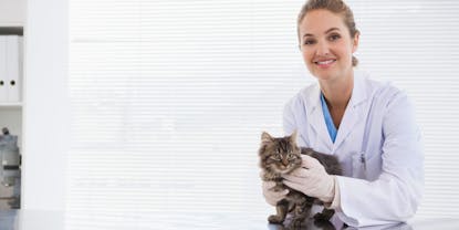 Best Cat Health Insurance Companies