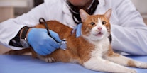 Best Cat Health Insurance Companies