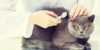 Best Cat Health Insurance Companies