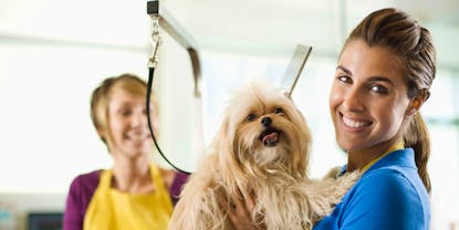 How to Become a Dog Groomer