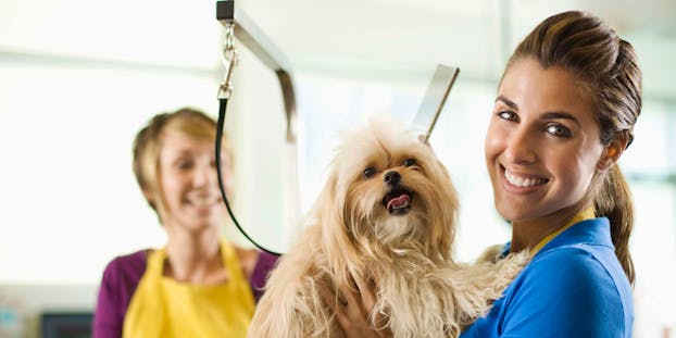 How to Become a Dog Groomer