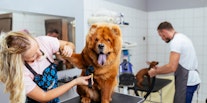 How to Become a Dog Groomer
