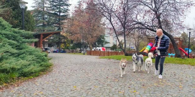 How to Choose the Best Dog Walking Insurance