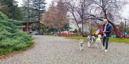 How to Choose the Best Dog Walking Insurance