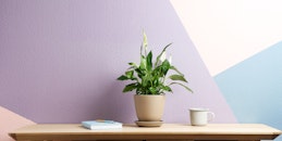Desk Plants for Improved Productivity: Greening Up Your Workspace