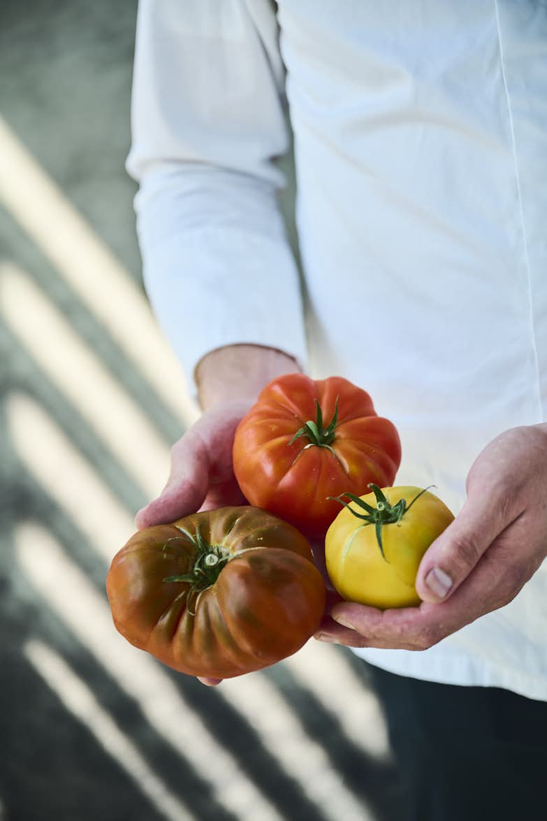 Koch mit frischen farbigen Tomaten in den Händen