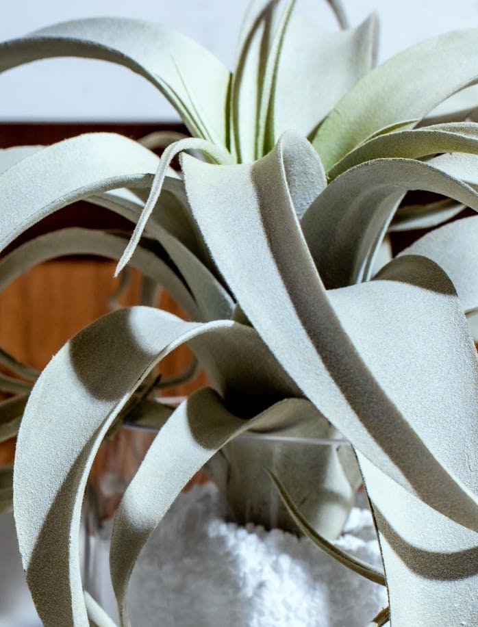 Close up photo of a plant