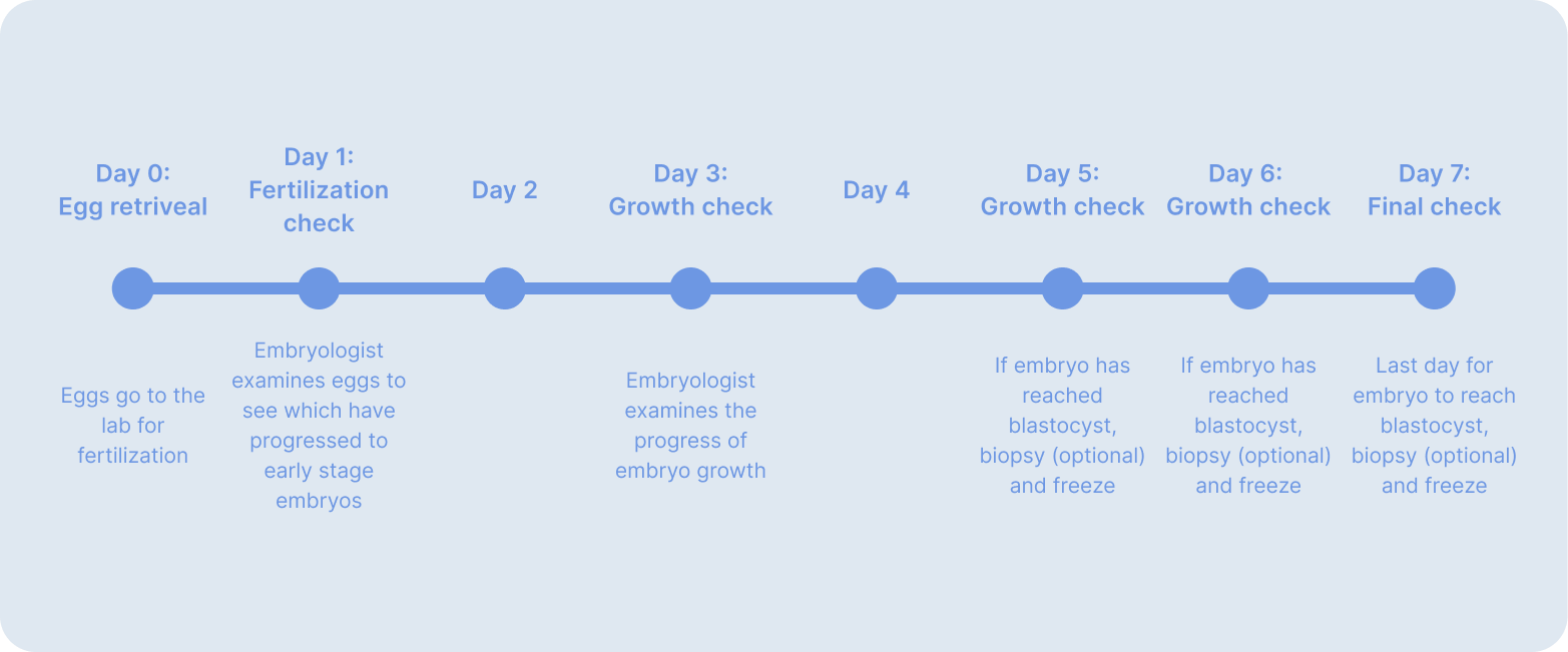 Embryo development timeline.