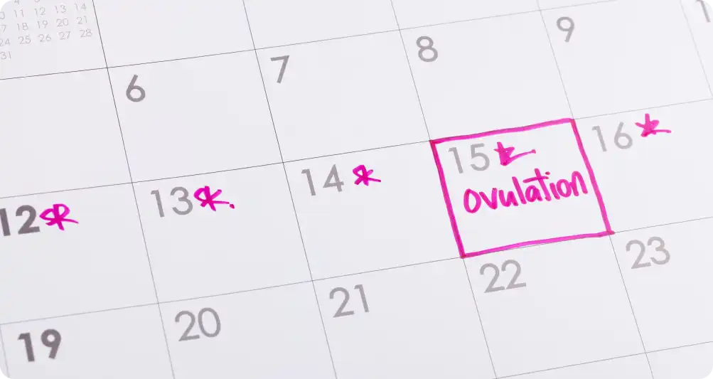 A calendar with an ovulation date.