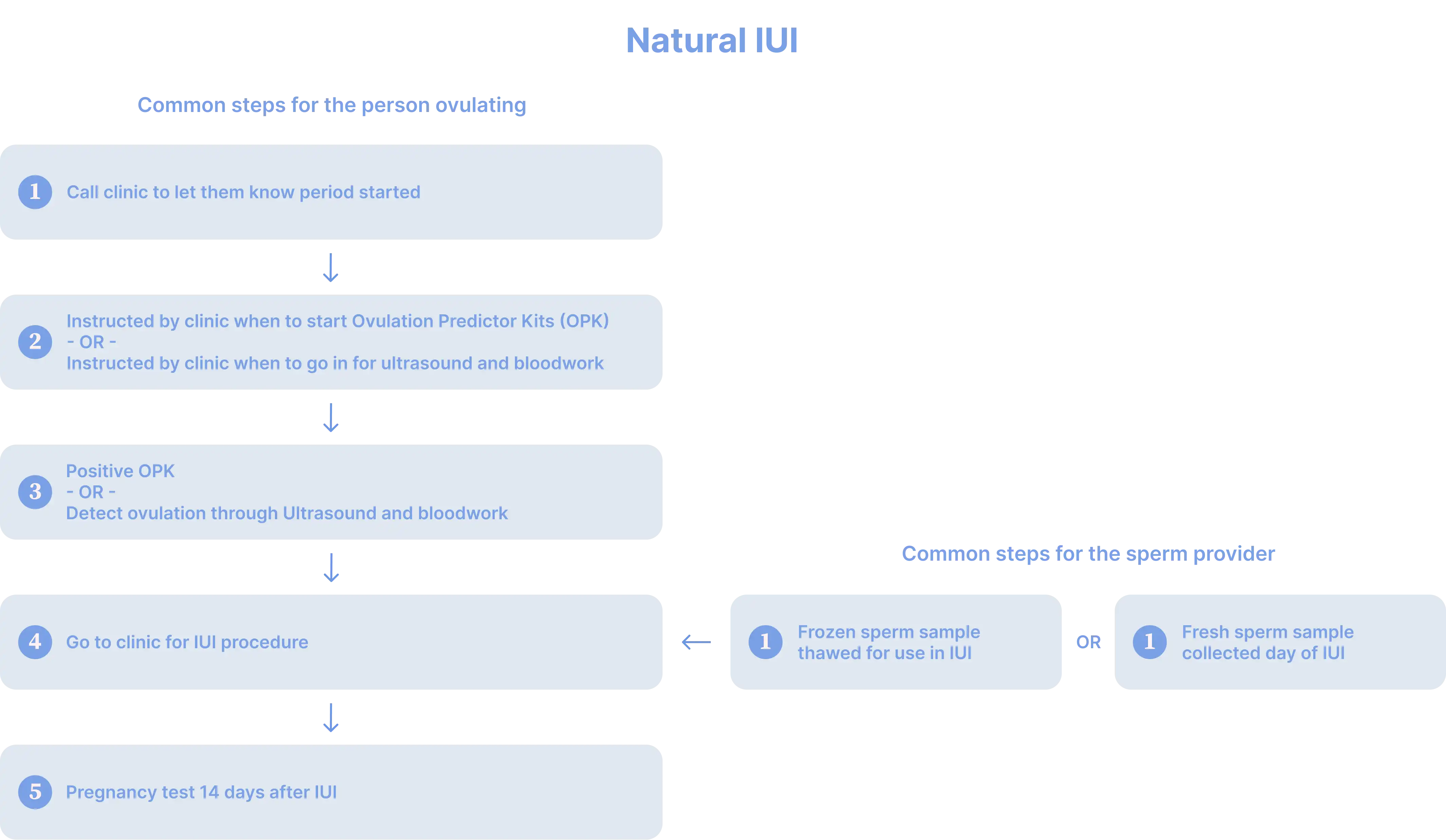 Common steps in a natural IUI cycle.