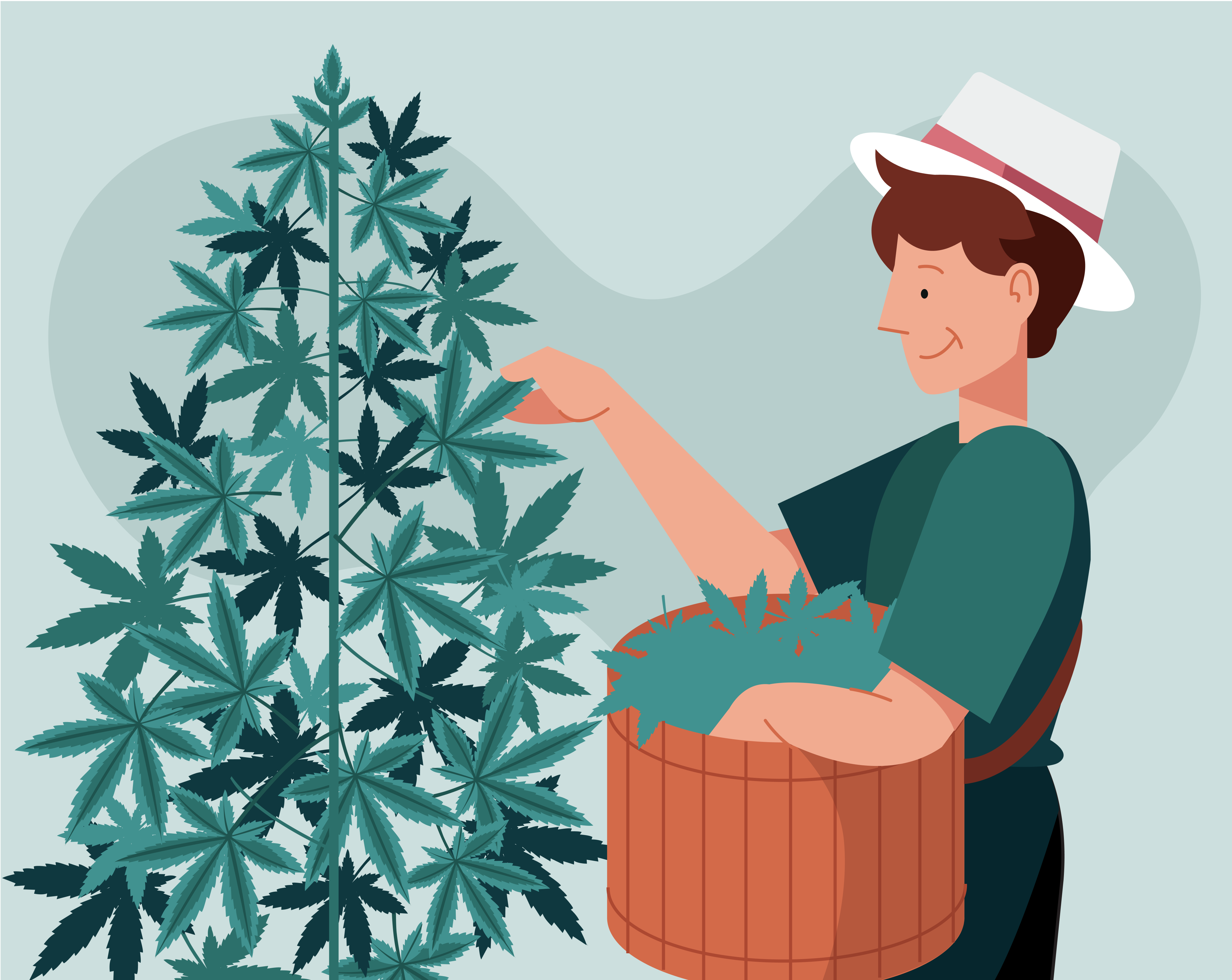 Medical cannabis plants growing in a greenhouse for medical cannabis treatment