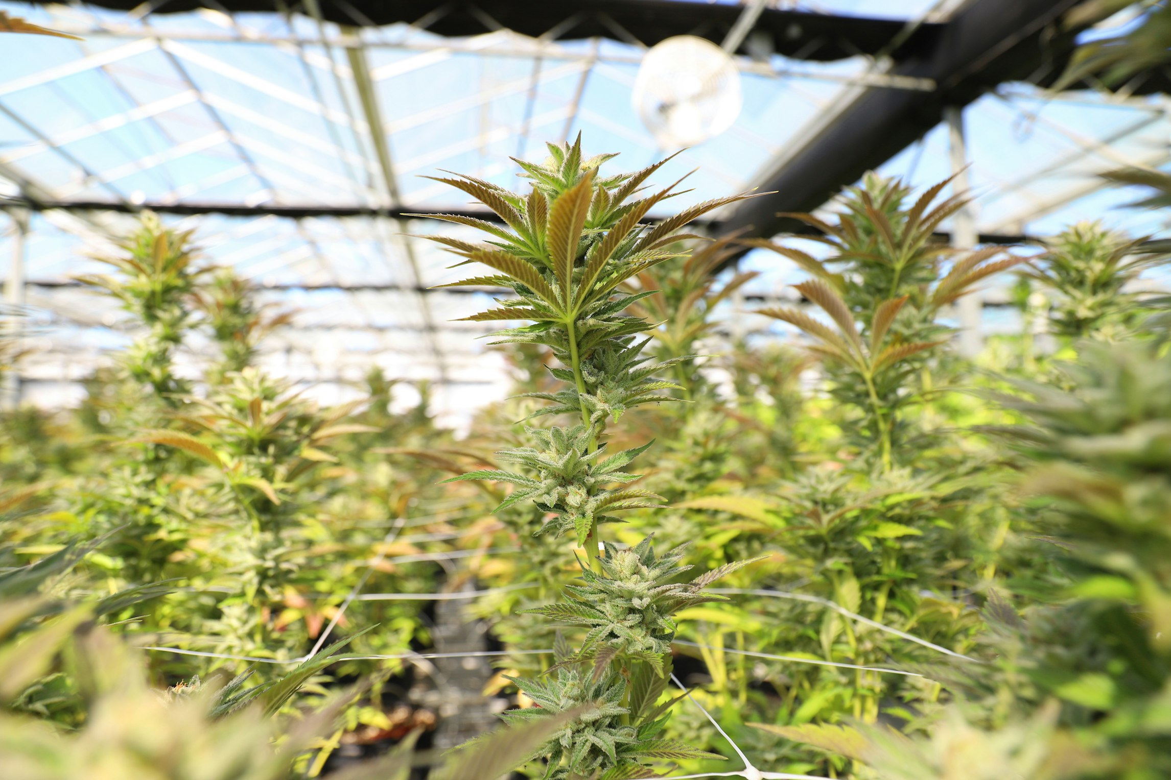 Is UK medical cannabis a cash crop?